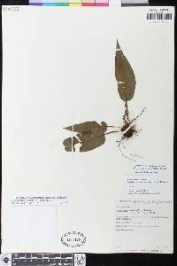 Elaphoglossum barbatum image