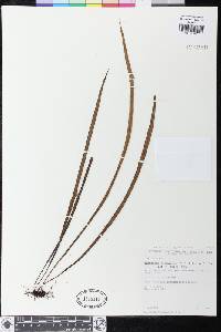 Elaphoglossum eatonianum image