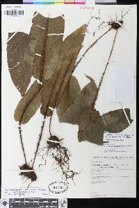 Elaphoglossum barbatum image