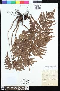 Dryopteris setosa image