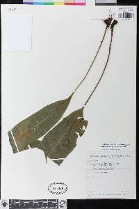 Elaphoglossum buchtienii image