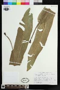 Elaphoglossum boryanum image