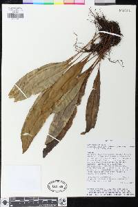Elaphoglossum guatemalense image