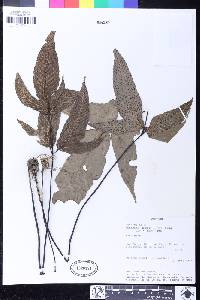 Tectaria simonsii image