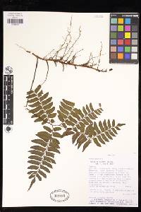 Adiantum latifolium image