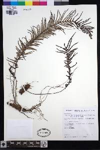 Pecluma choquetangensis image