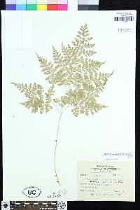 Dryopteris maximowiczii image