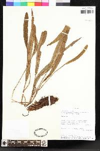 Elaphoglossum setigerum image