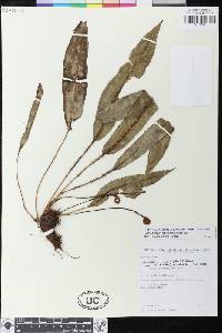 Elaphoglossum hybridum image