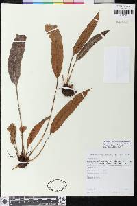 Elaphoglossum crassipes image