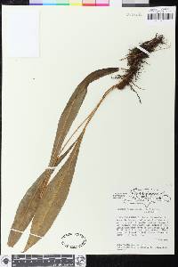 Elaphoglossum simplex image
