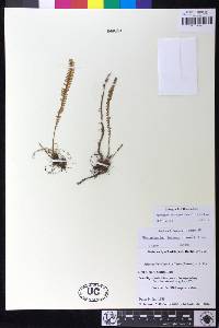 Moranopteris hyalina image