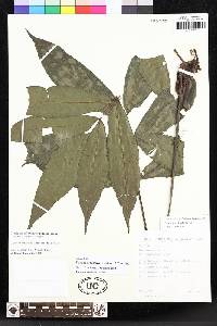 Danaea arbuscula image