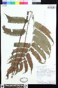 Steiropteris glandulosa image