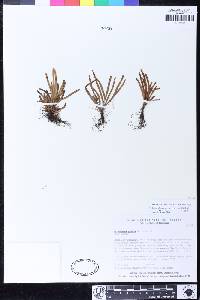 Scleroglossum sulcatum image