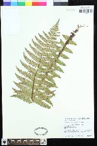 Dryopteris xanthomelas image