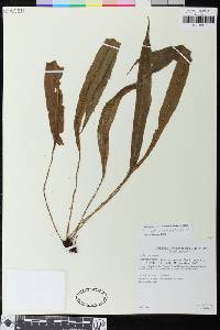 Elaphoglossum molle image