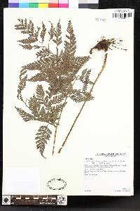 Lastreopsis amplissima image
