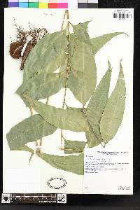 Olfersia cervina image