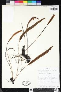 Elaphoglossum rimbachii image