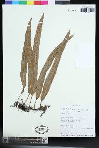 Lepisorus perrierianus image