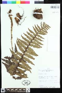 Dryopteris wallichiana image