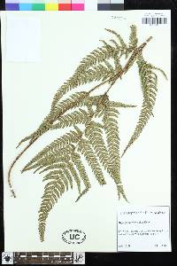 Dryopteris varia image