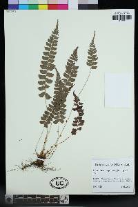 Polystichum nepalense image