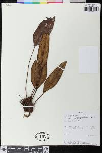 Elaphoglossum metallicum image