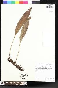 Elaphoglossum melancholicum image
