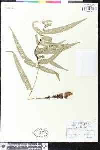 Dryopteris stenolepis image