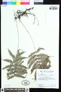 Steiropteris clypeolutata image