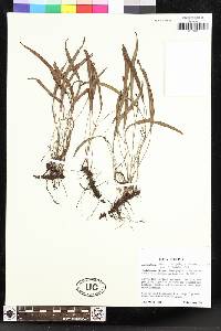 Elaphoglossum tenuiculum image