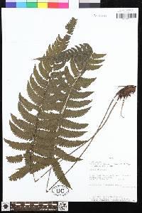 Goniopteris jamesonii image
