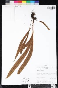 Elaphoglossum rimbachii image