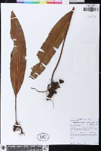 Elaphoglossum andicola image
