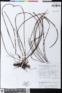 Elaphoglossum eatonianum image