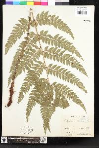 Polystichum platyphyllum image