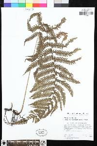 Steiropteris clypeolutata image