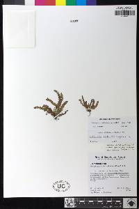 Moranopteris hyalina image