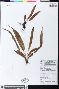 Elaphoglossum petiolatum image