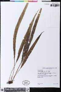 Elaphoglossum angustius image