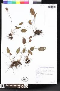 Elaphoglossum lindenii image