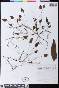 Elaphoglossum mandonii image