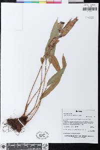 Elaphoglossum crassipes image