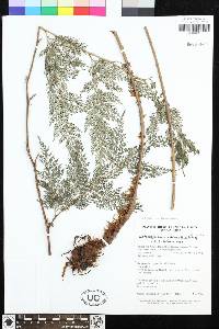 Arachniodes coniifolia image