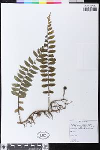 Lomagramma brooksii image