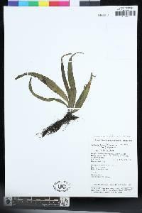 Lepisorus henryi image