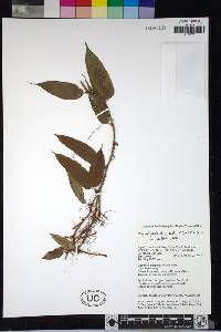 Selliguea chrysotricha image