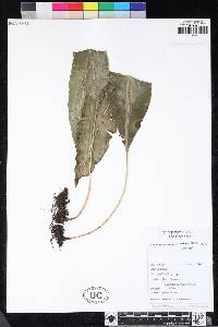 Elaphoglossum macropodium image
